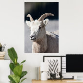 Poster Bighorn Sheep (Bureau à domicile)