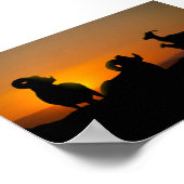 Poster Bighorn Sheep (Coin)