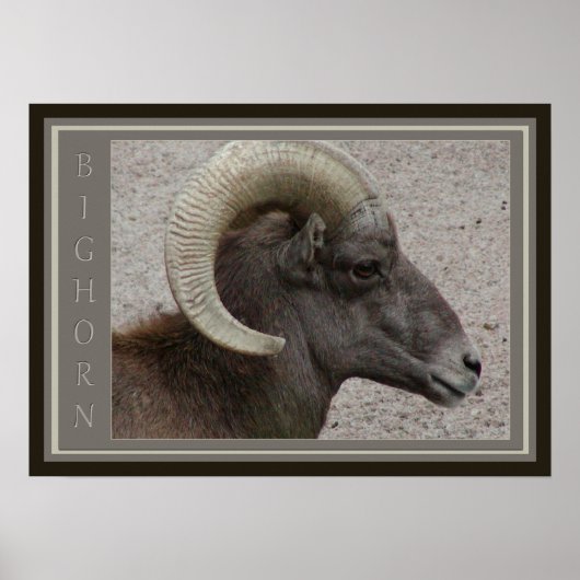 Poster Bighorn Sheep Wildlife (Devant)
