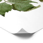 Poster Bignonia radicans (Coin)