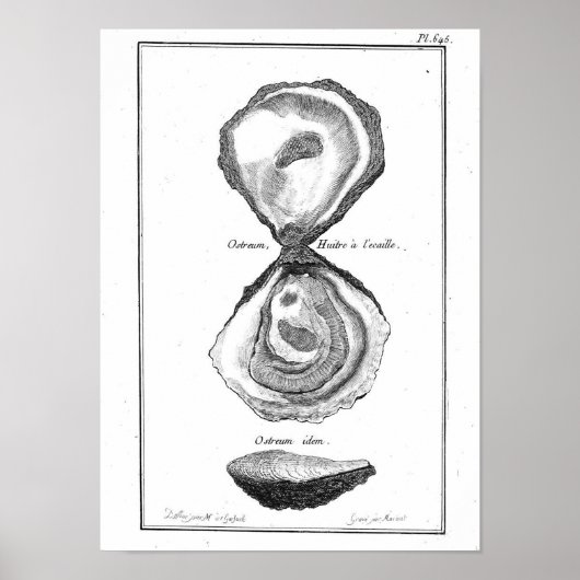  Poster bij dieren - Oyster (Voorkant)