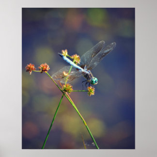 Poster Bijou bleu, une minuscule libellule repose sur un 