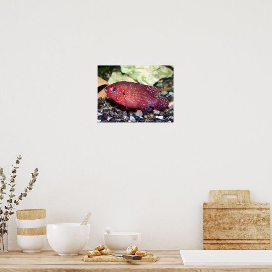 Poster Bijoux d'Afrique rouge (Cuisine)