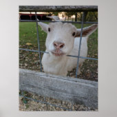 Poster Billy Goat (Devant)