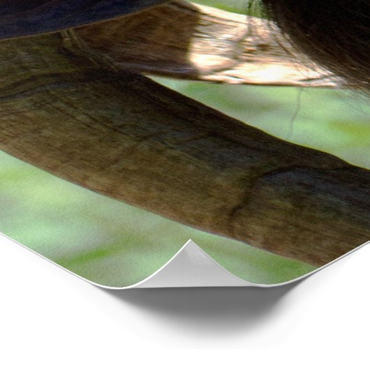 Poster Billy Goat (Coin)