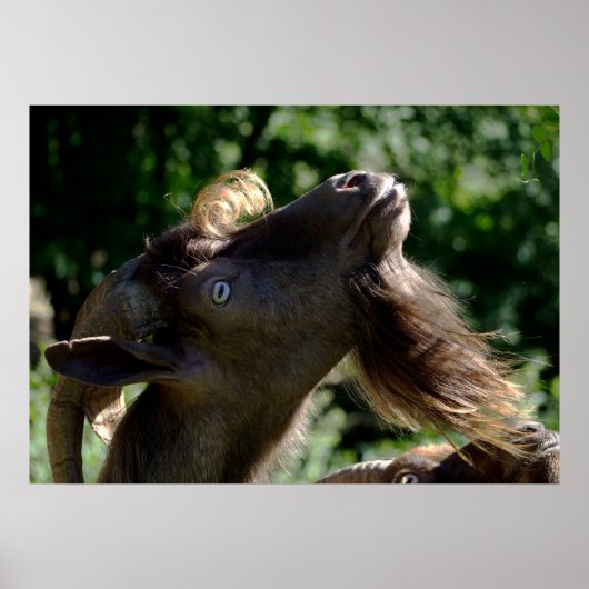 Poster Billy Goat (Devant)