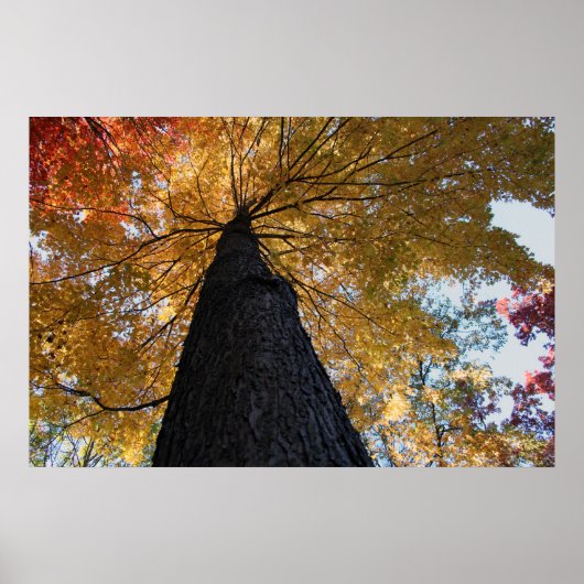 Poster Binghamton Octobre 2008 17 (Devant)