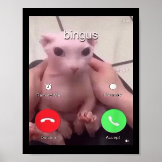 Poster Bingus Appelle Sphinx Sans Cheveux Chat Bingus Cha (Devant)