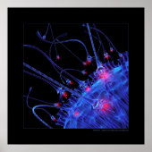 Poster Biologie : attraction (Devant)