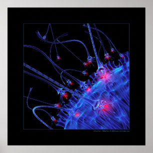 Poster Biologie : attraction