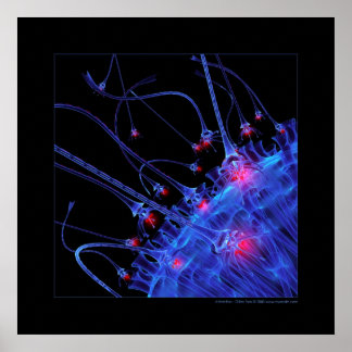 Poster Biologie : attraction