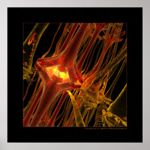 Poster Biologie : communication #1