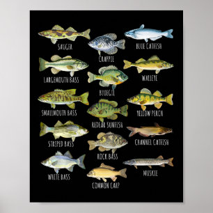 Poster Biologie des espèces de poissons Types de poissons