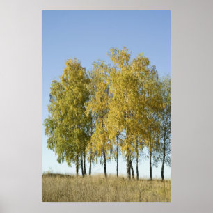 Poster Birch