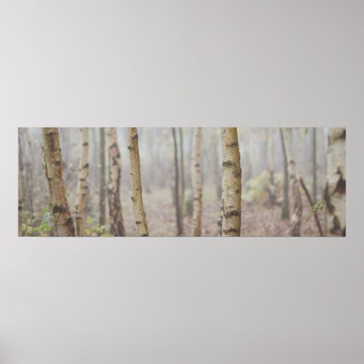 POSTER BIRCH (Devant)