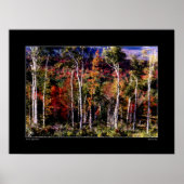 Poster Birch Against Color (Devant)