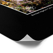 Poster Birch Against Color (Coin)