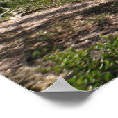 Poster Birch Aquarium Panorama (Coin)