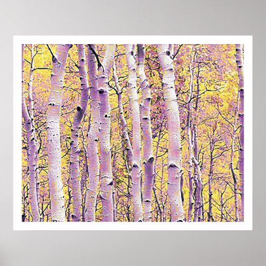 Poster Birch d'automne (Devant)