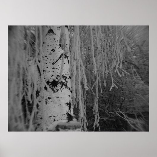 Poster Birch de plaie noir et blanc (Devant)
