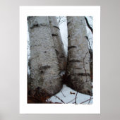 Poster Birch Grove (Devant)