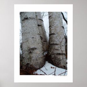 Poster Birch Grove