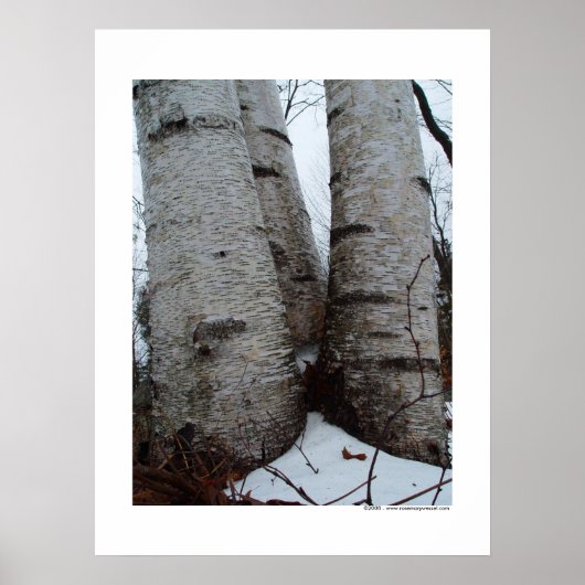 Poster Birch Grove (Devant)