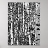 Poster Birch Grove (Devant)