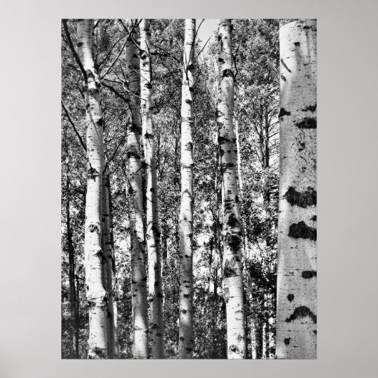 Poster Birch Grove (Devant)
