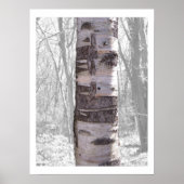 Poster Birch Tree (Devant)