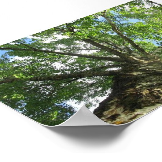 Poster Birch tree de Suède. (Coin)