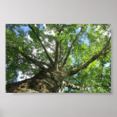 Poster Birch tree de Suède. (Devant)