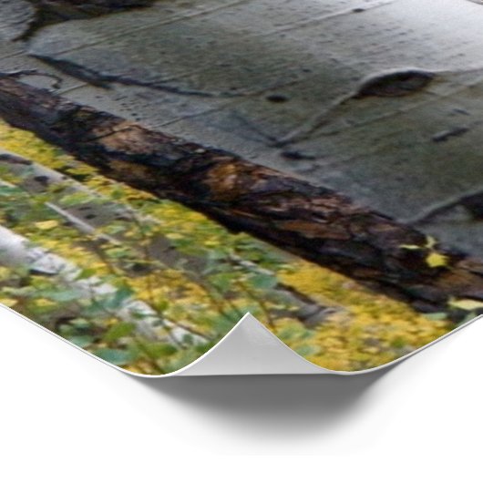 Poster Birch Tree Rustic Personnalisé gravé avec Fox (Coin)