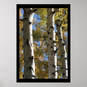 Poster Birch Trees
