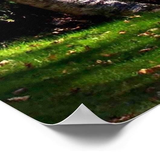 Poster Birch Trees (Coin)