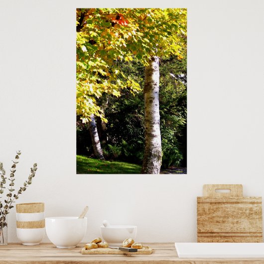 Poster Birch Trees (Cuisine)
