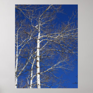 Poster Birch Trees en Bleu