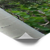 Poster Birch Trees Mont Charleston Nevada (Coin)