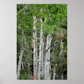 Poster Birch Trees Mont Charleston Nevada (Devant)