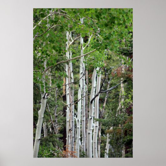 Poster Birch Trees Mont Charleston Nevada (Devant)
