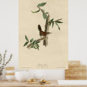 Poster Bird, Amérique, Bewick Wren, Audubon, Vintage (Cuisine)