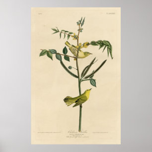 Poster Bird, Amérique, Children Warbler, Audubon, Vintage