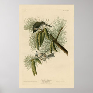 Poster Bird, Amérique, Crested Titmouse, Audubon, Vintag