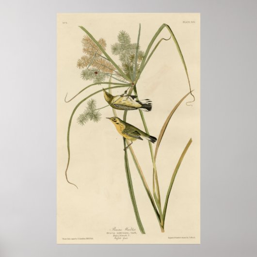 Poster Bird, Amérique, Prairie Warbler, Audubon, Vintage (Devant)