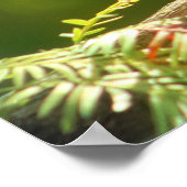 Poster Bird in Jade (Coin)