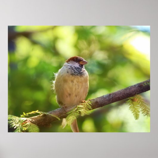 Poster Bird in Jade (Devant)