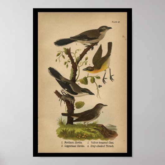 Poster Bird Print Yellow Shrike Conversation Vintage (Devant)