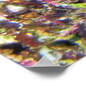 Poster Birdhead Wrasse (Coin)