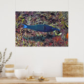 Poster Birdhead Wrasse (Cuisine)