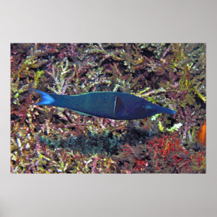 Poster Birdhead Wrasse